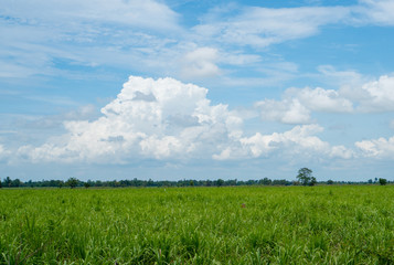 the beautiful sugarcane field at sunset with beautiful sky