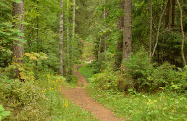 Pathway in deciduous forest at summer day.