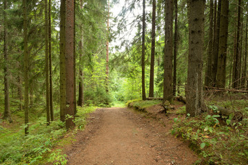 Pathway in pine forest at summer day.