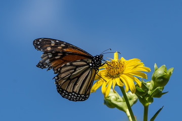 monarch buttefly on yellow flower