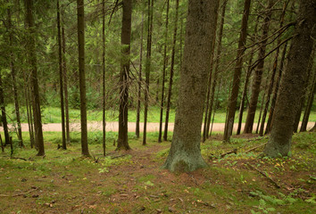 Obraz premium Pine forest at summer day.