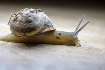 Beautiful snail on the rock macro shoot