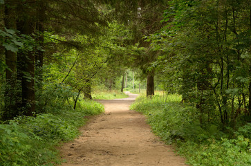 Pathway in deciduous forest at summer day.