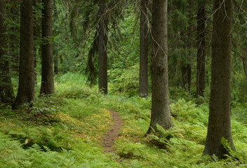 Pine forest at summer day.