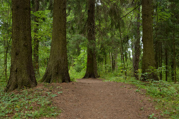 Fototapeta premium Pathway in pine forest at summer day.