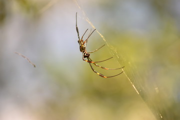 insects