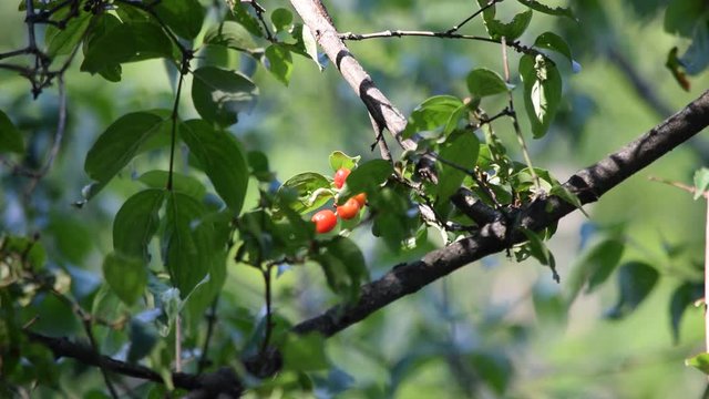 Cornus mas ft9108_0251 Punamarjakanukka Cornelian cherry Corniolo  Cornouiller m&acirc;le Kornelkirsche