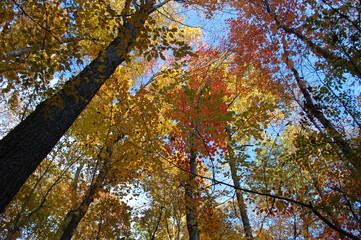 fall foliage colorful leaves