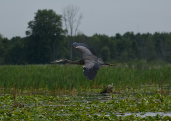 Great Blue Heron
