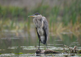 Great Blue Heron 