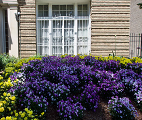 White wrought iron bars over a window on a yellow brick house with flowering bushes in Washington DC