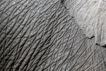Elephant wrinkles