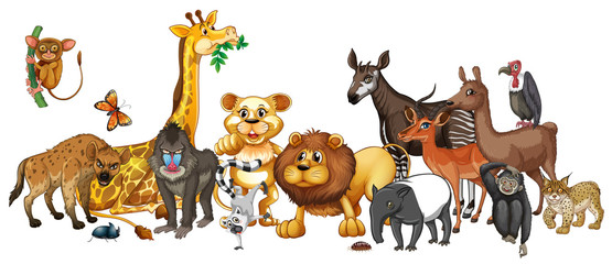 Different wild animals on white background