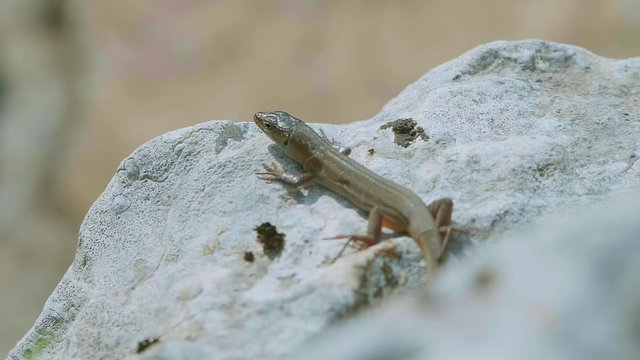 Lacerta agilis lizard detail in Dalmatia