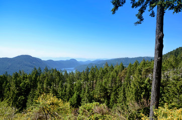 Landscape of the sea bay surrounded by mountains and coniferous forest. Spruce trees in the foreground. Haze over the sea. Cowichan Valley, Vancouver Island, Canada