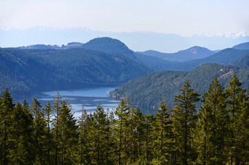Fototapeta na wymiar Landscape of the sea bay surrounded by mountains and coniferous forest. Spruce trees in the foreground. Haze over the sea. Cowichan Valley, Vancouver Island, Canada