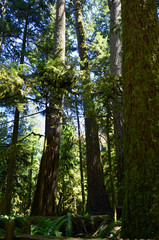 Lush green of Giant Trees Rainforest in the Cathedral Grove on Vancouver Island, MacMillan Provincial Park Canada