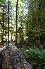 forest trail among lush greenery of a forest from Giant Trees at Rainforest in the Cathedral Grove on Vancouver Island, MacMillan Provincial Park Canada