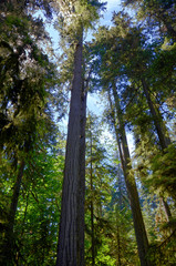 Lush green of Giant Trees Rainforest in the Cathedral Grove on Vancouver Island, MacMillan Provincial Park Canada
