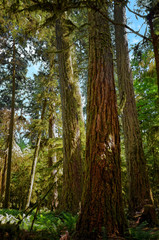 Lush green of Giant Trees Rainforest in the Cathedral Grove on Vancouver Island, MacMillan Provincial Park Canada