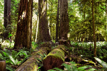 Lush green of Giant Trees Rainforest in the Cathedral Grove on Vancouver Island, MacMillan Provincial Park Canada