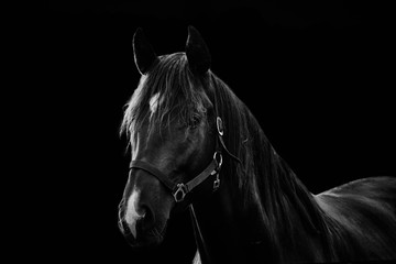 Close-up portrait of a beautiful dark horse isolated on black background
