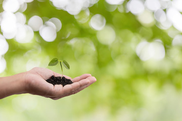 新芽を持つ手　エコイメージ