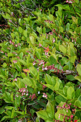 Obraz premium white-pink flowers salal in the shape of small hearts (Gaultheria Shallon) on a bush with bright green leaves, Vancouver Island, Canada