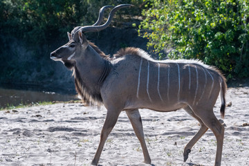 Kudu lateral view