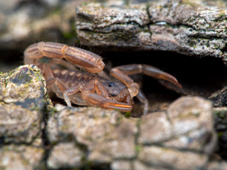 tiny, very young (2nd instar) juvenile stripe-tailed scorpion, Paravaejovis spinigerus, hiding in a bark crevice while eating a small fly, close-up side view