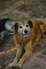 Perros de Campo, Mascotas