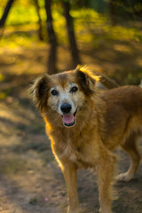 Perros de Campo, Mascotas