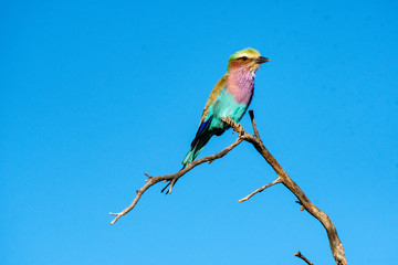 Lilac breasted roller