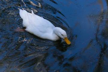 Pato nadando en el agua de un estanque.