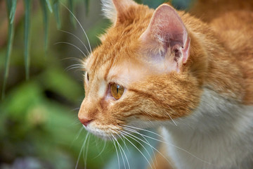 cute cat playing in garden