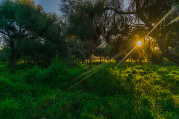Sol Pasando por Entre los Arboles, Atardecer