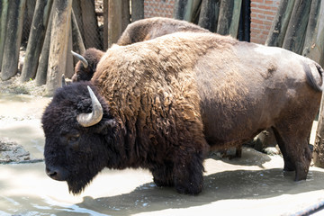 Bufalo entre el lodo en el zoologico.