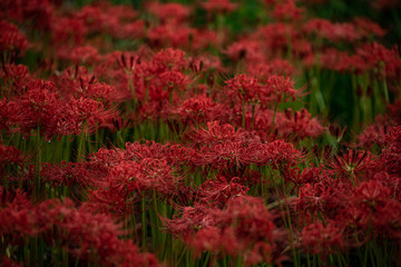 Lycoris Radiata flower. Lycoris Radiata flowers bloom densely in the garden. Autumn in Japan.
