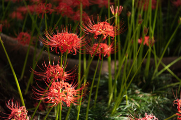 Red spider lily. Lycoris radiata flowers are blooming in the sun light. Autumn in Japan