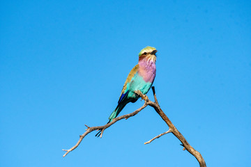 Lilac breasted roller