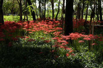 Red spider lily. Lycoris radiata flowers are blooming in the sun light in the garden. Autumn in Japan. 