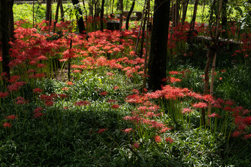 Red spider lily. Lycoris radiata flowers are blooming in the sun light in the garden. Autumn in Japan. 