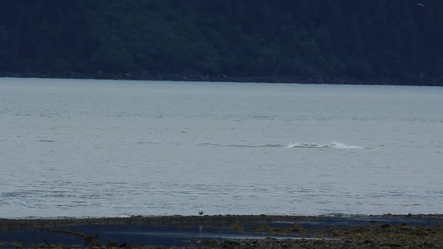 MCU breaching Humpback Whale makes turn waving large pec fin