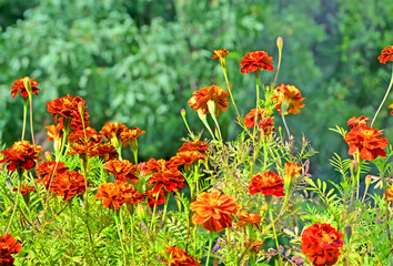 Tagetes (chornobryvtsi) flower heap closeup, summer environment diversity