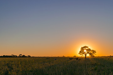 Atardecer, Árbol Tapando el Sol, Algarrobo