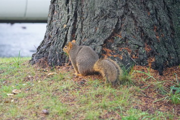 squirrel on tree