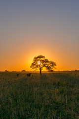 Atardecer, Árbol Tapando el Sol, Algarrobo