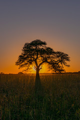 Fototapeta premium Atardecer, Árbol Tapando el Sol, Algarrobo