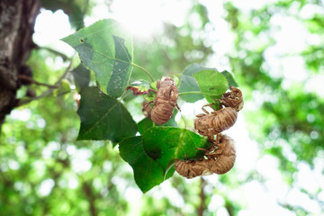 The cicadas, Cicadidae, change their skin when they reach maturity and leave the exoskeleton...