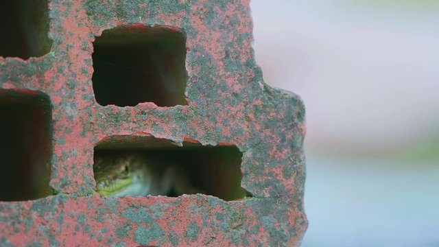 Lacerta agilis lizard peeking from the hole